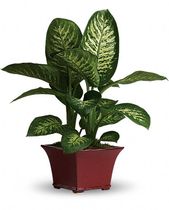 Diefenbaker Sympathy Plant