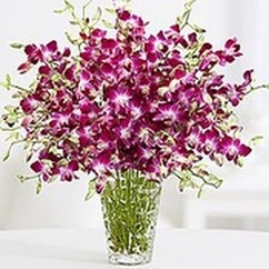 Simply Orchids